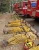 Vyčerpaní hasiči z Lassenu odpočívají po jednom z bojů s hořící masou u Lake Arrowhead. (otevře galerii do nového okna)